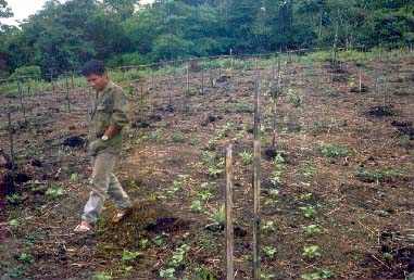 Mdulo agroforestal recin implementado sobre un pastizal abandonado