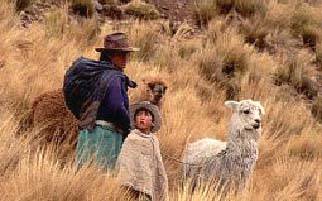 EL MANEJO DE ALPACAS