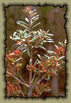 Podocarpus